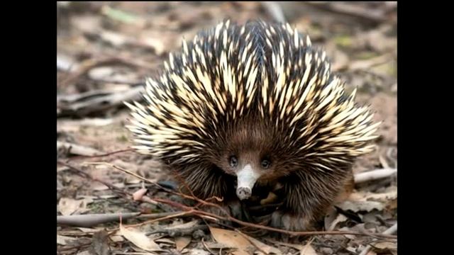 выхухоль и марабу смотреть онлайн