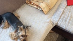 🐶«ЙОРКШИРСКИЙ ТЕРЬЕР АЙСИ СУМАСШЕДШАЯ»🐶/Йоркширский терьер/Приколы с животными/Смешные Собаки.