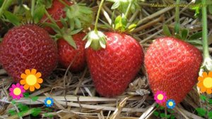 Земляника садовая Флоренс. Краткий обзор, описание характеристик fragaria ananassa Флоренс