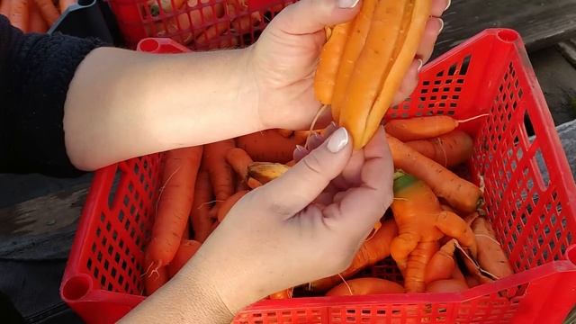 5 причин корявой и рогатой морковки! смотреть онлайн