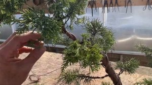 Бонсай из можжевельника