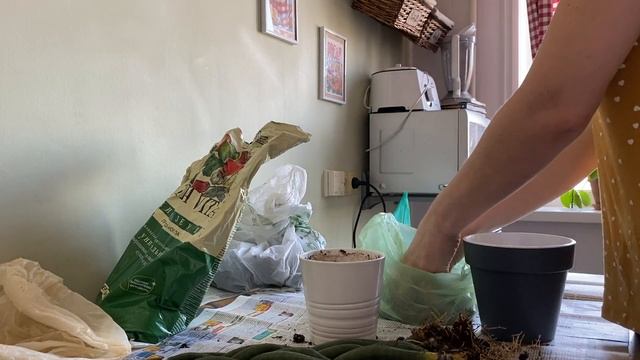 Размножение растений. Сансевиерия. Посадка уход смотреть онлайн