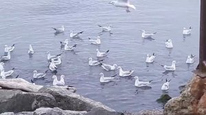 Релаксация. Чайки. Море.
Прогулки на берегу моря в Анапе оздоравливают и дают много хороших эмоций.