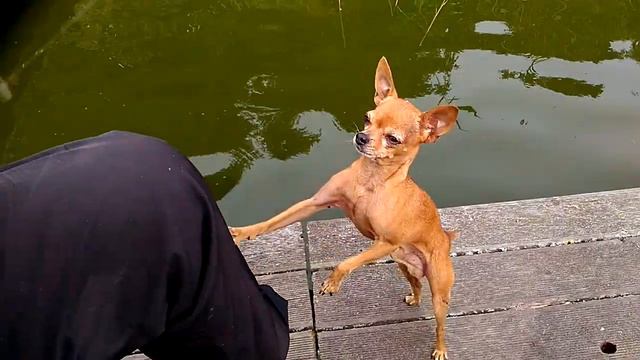 Коварный той. Собака рыбак. смотреть онлайн