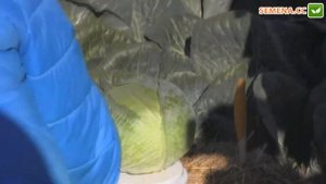 Центурион капуста компании Clause день поля