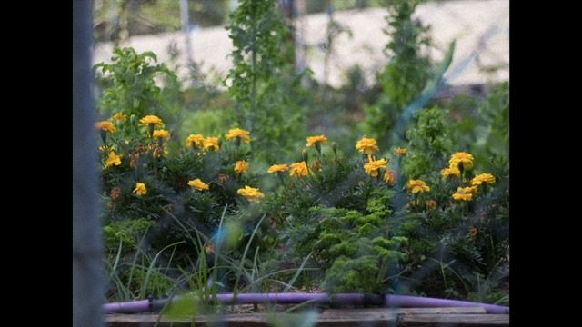 Mazurka in C major, op.7 no.5 (Frédéric Chopin) смотреть онлайн