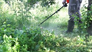 Выкашиваю леской сливовую поросль триммером Greenworks GD40BC