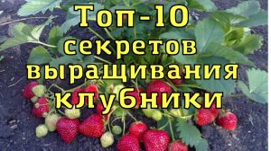 Топ-10 секретов выращивания клубники