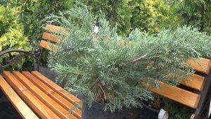 Можжевельник казацкий Глаука