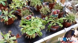Растение которое поедает мух и насекомых. Интересно....)