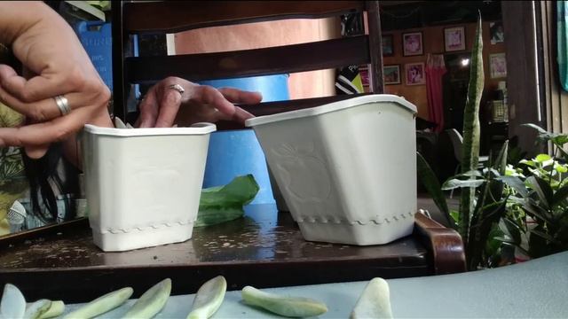 Repotting of senseveria/succulent/leaves propagation. смотреть онлайн