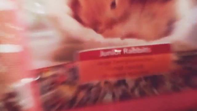 Что нужно для появления кролика в доме смотреть онлайн