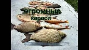 Большой Сунгуль на Огромного Карася от 1.5 до 2 кг.