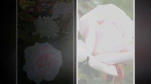 Prince Jardinier Rose Meilland