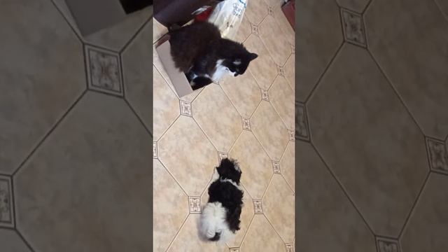 Мурзику 15 лет, Ляльке 3 месяца."ух,Моська,знать она сильна,что лает на слона!))))" смотреть онлайн