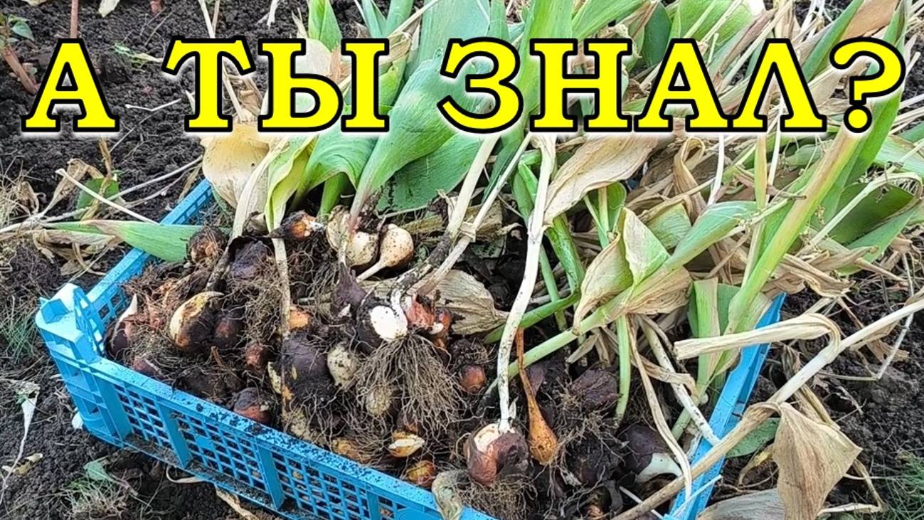 Выкапываем ТЮЛЬПАНЫ: зачем, когда и как их хранить до осени?🌷🌷🌷