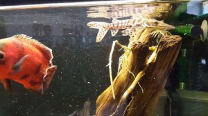 Псевдоплатистома.