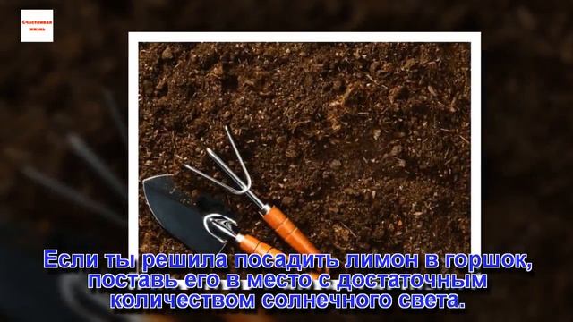 Как вырастить лимонное дерево в своем саду из обычной