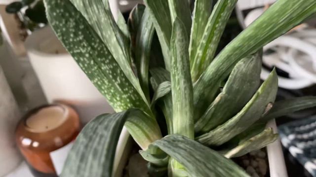 84:🔦Succulent Spotlight! | Gasteria Frosty x Green Ice | + Care Tips смотреть онлайн