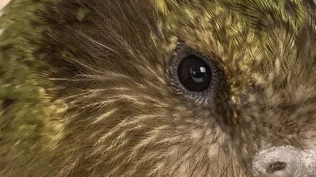Kakapo - New Zealand Bird of the Week смотреть онлайн