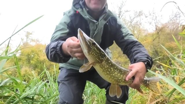 ПРОБРАЛСЯ ЧЕРЕЗ ЛЕС В ЛОГОВО ЩУК и поймал КРОКОДИЛА. Рыбалка на спиннинг смотреть онлайн