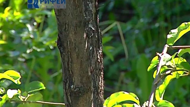 Зелёный участок Яблоня, профилактика от болезней смотреть онлайн