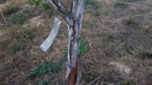 ЧТО ПРОИСХОДИТ со стволом груши? ПОМОГИТЕ определить, пожалуйста.