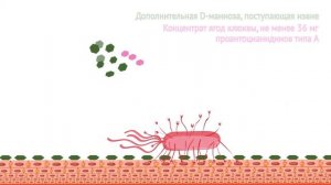 Цистифлюкс Плюс - механизм действия - двойной удар по уропатогенным бактериям