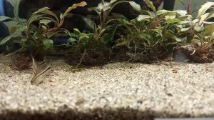 Коридорас пигмей (Corydoras pygmaeus)