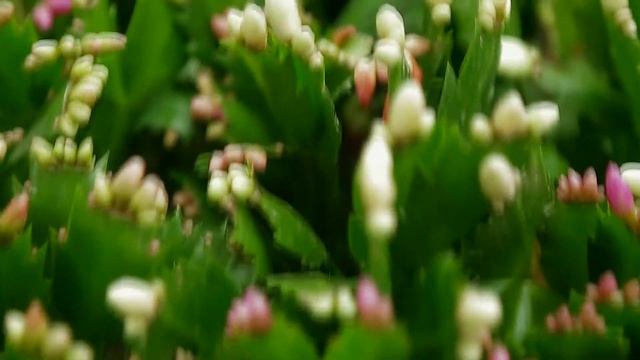 Уход за декабристом в домашних условиях смотреть онлайн