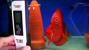 Содержание и разведение Дискусов дома #aquarium #аквариум #discus #дискусы #разводня