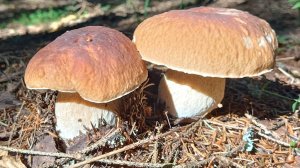 Первые белые грибы 28.06.24 Наро-Фоминск