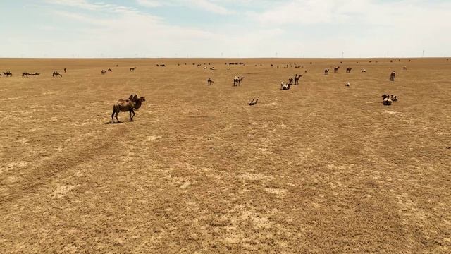 Жусандала (Полынная степь) - пески Таукум - Верблюды