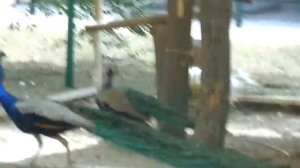 Павлины.Белый павлин