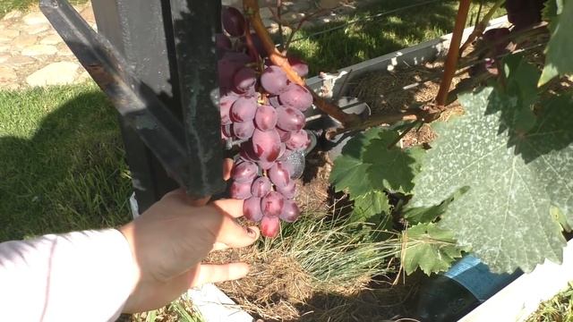 Ультра ранние и ранние столовые сорта винограда. Обзор 2020