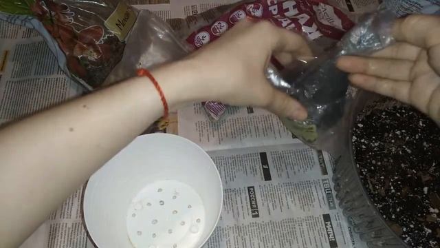 Монстера Альба / Пересадка Монстеры Альбы после покупки, смотреть онлайн