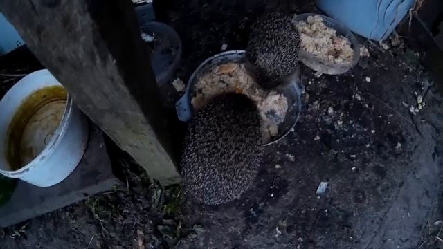 Ежи едят кашу смотреть онлайн