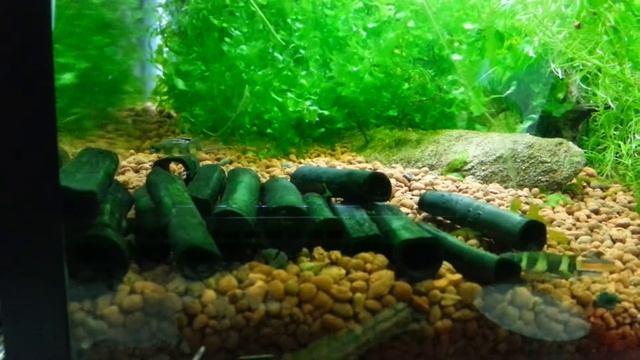 Julidochromis transcriptus and Epiplatys annulatus смотреть онлайн