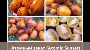 Новые сорта томатов от Бреда Гейтса: Кровавая Луна (Blood Moon) и Атомный закат (Atomic Sunset)