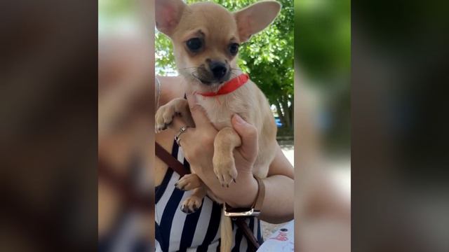 продажа чихуахуа щенки , Кастропуло Крым ,все вопросы только по телефону+79787458062, вотцап смотреть онлайн