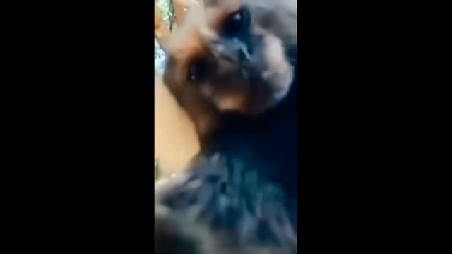 ANAL MEMES 33 🍑 | #memesdaily #memes смотреть онлайн