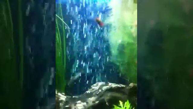 Kulhi loach bubble swim