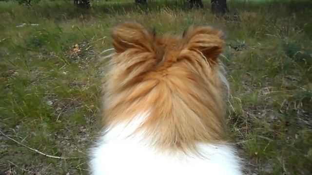 SAM 6882 смотреть онлайн