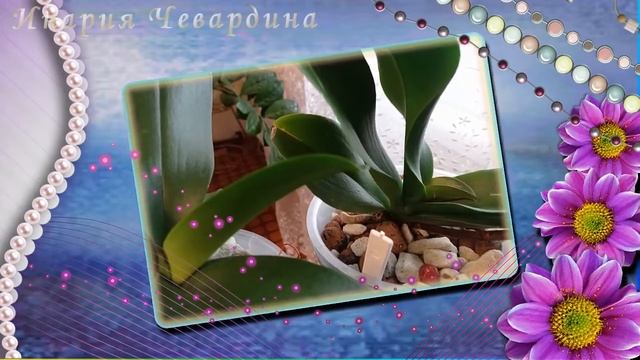 #орхидеи Уход за орхидеями зимой смотреть онлайн