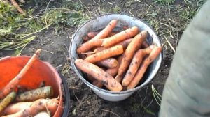 УБОРКА МОРКОВИ