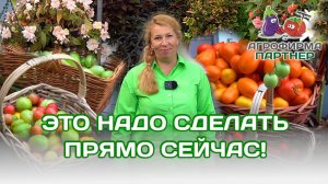 Что нужно сделать уже сейчас для большого и вкусного урожая #огород