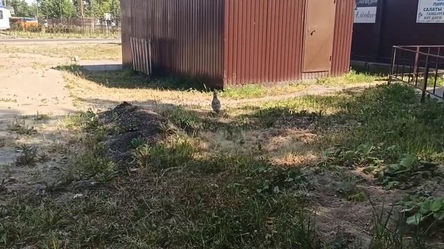Птенец чайки в городе