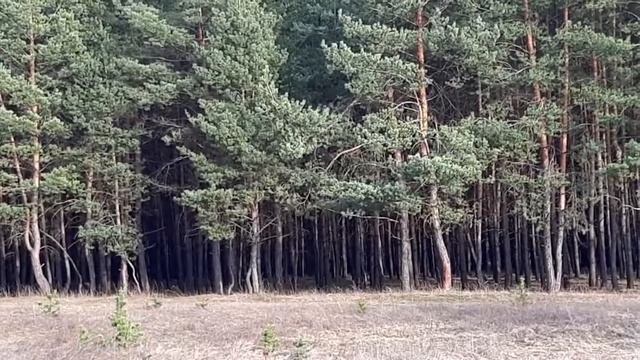 Настоящая Вера
