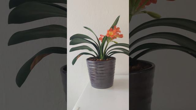 Sint Jozefbloem clivia miniata in bloei