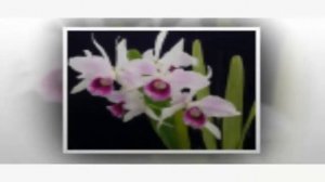 Orchids Flowers | Cattleya purpurata f. carnea  | hoa lan